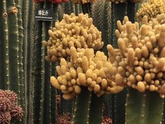 -南通洲际绿博园