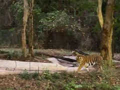 -清迈夜间动物园