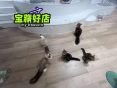 -COLOR PETS 撸猫馆·购猫·猫咖(长风大悦城店)
