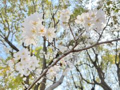 -高东镇樱花园