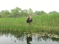 -溱湖国家湿地公园