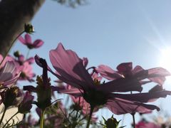 -深圳湾公园(南山区)