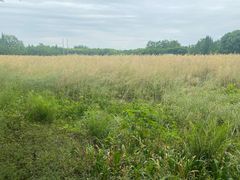 -桤木河湿地公园