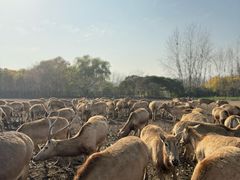 -溱湖国家湿地公园