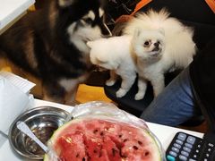 -八公叔叔宠物美容连锁(春申店)