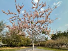 -中国科学院西双版纳热带植物园