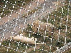 -五龙山野生动物王国