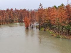 -上海长兴岛郊野公园