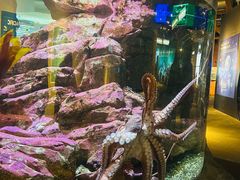 -西雅图水族馆