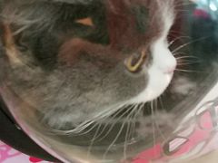 -PETKIT小佩宠物·低压洗护(国顺东路店)