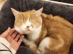 -Let's go狗咖·猫咖·奶狗·桌游(春熙路IFS店)