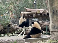 -都江堰中华大熊猫苑