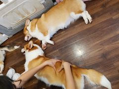 蛋卷-柯斗斗主题餐厅·狗咖·围炉煮茶·茶饮(国瑞升平里店)