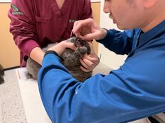 -瑞派康怡24h宠物医院·犬猫医疗中心·微创绝育(瑞景分院)