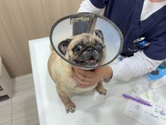 -申普宠物医院·眼科·心内科·影像科(普陀分院)