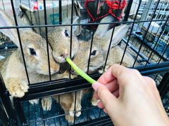 -马陆小张葡萄园农家乐