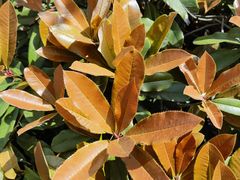 -昆山城市生态森林公园