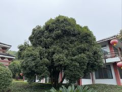 -潜山国家森林公园