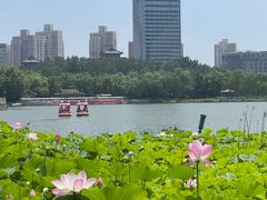 -莲花池公园