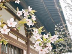 -西安青龙寺遗址景区