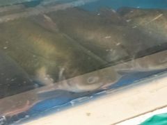 -小铜锣湾海鲜家常菜馆(河西店)