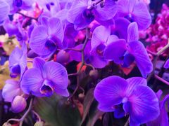 -花鸟鱼虫鲜花绿植市场(玉泉路店)