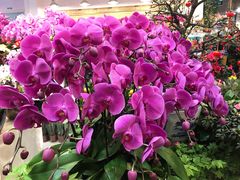 -双季花艺园艺市场(浦东店)