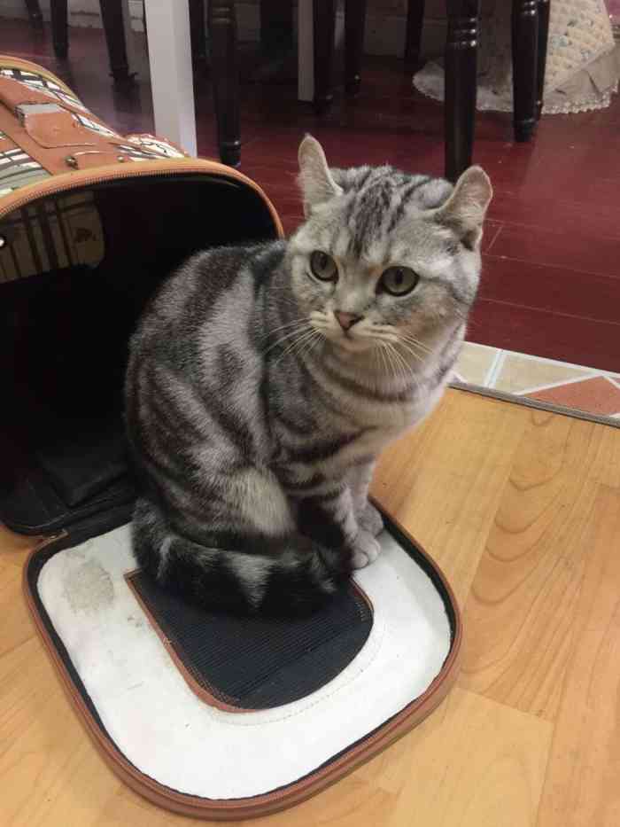 miumiu cat coffee猫咪咖啡桌游吧-"第一次来 好有新意的咖啡店 玩一