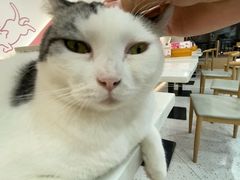 -喵园·猫主题咖啡厅·撸猫·猫咖(国贸店)