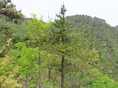 -四明山国家森林公园