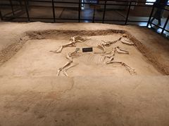 -洛阳周王城天子驾六博物馆