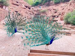 -青藏高原野生动物园