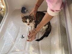 -十年猫舍·猫咪专门店(普陀店)