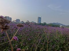 -光明小镇欢乐田园