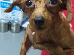 -爱侣宠医·鹦鹉专科·小型哺乳类·异宠专科(灵石路店)