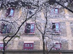 -武汉大学-樱园