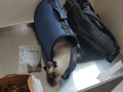 -喜多萌中农锦绣动物医院24H·猫科·牙科MRI·CT