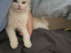 -lincat·猫舍(广州店)