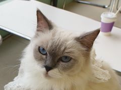 -怪兽屋·羊驼·猫咖·狗咖(俊华广场店)