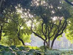 -黄埔荔枝公园