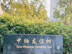 -中缅友谊树