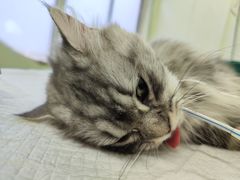 -艾吉宠物医院·疑难杂症转诊中心·猫友好(碧江路院)
