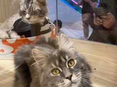 -屋虎猫馆(宝安大仟里店)