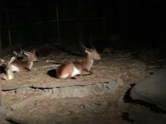 -清迈夜间动物园
