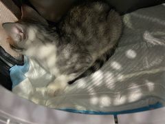 -伟伟宠物医院·CT影像中心·瑞派犬猫综合性门诊(汉口总院)