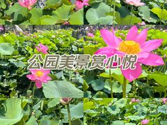 -莲花池公园