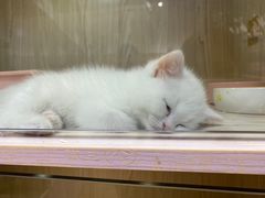 -屋虎猫馆(宝安大仟里店)
