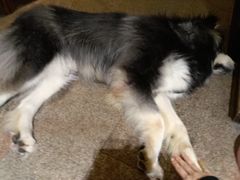 -more than meow吴止猫主题餐厅(承德 中船汇店)