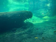 -奥兰多迪士尼动物王国乐园