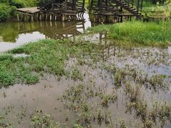 -会仙湿地